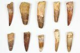 Lot: -, Bargain Spinosaurus Teeth - Pieces #87839-1